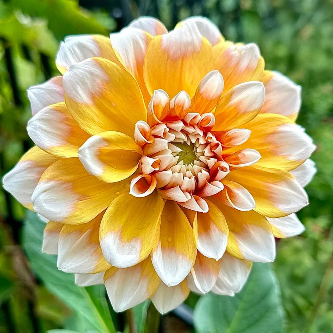Dahlia “Shades of Yellow” Bulbs (5) – 100 Days to Bloom