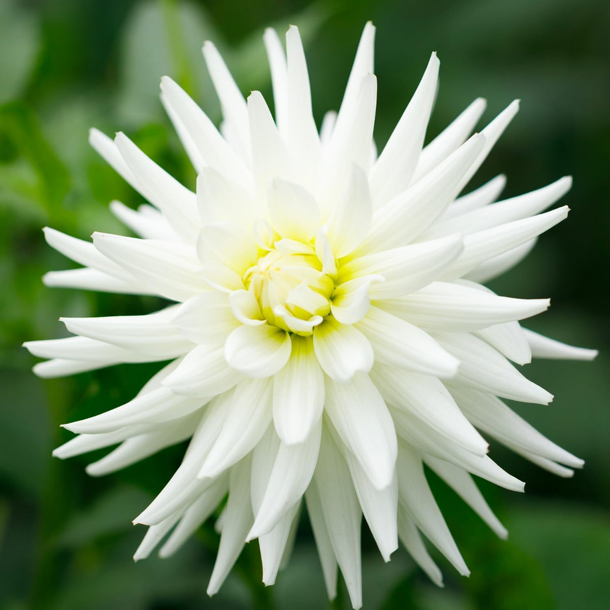 Dahlia “Shades of White” Bulbs (5) – 100 Days to Bloom