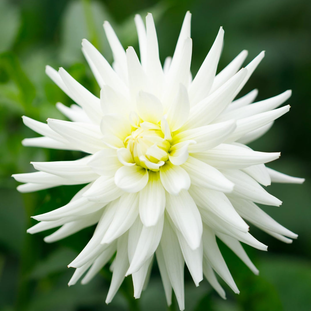 Dahlia “Shades of White” Bulbs (5) – 100 Days to Bloom