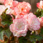 Load image into Gallery viewer, Picotee White Red Begonia Bulbs (3)