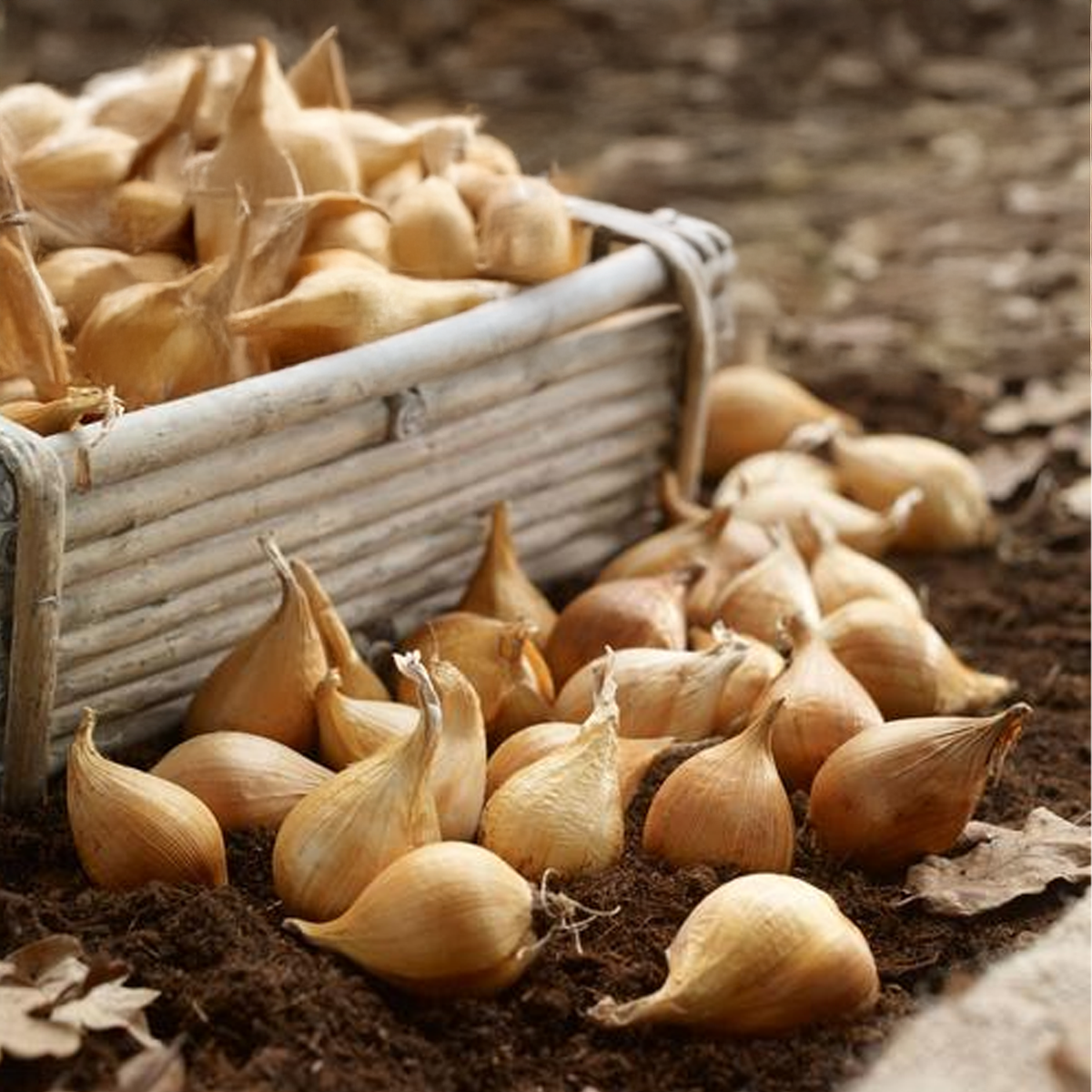 Iris hollandica GIALLO-BIANCO (10 Bulbi)