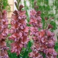 Gladiolus ‘Jakoetsk’ Bulbs (7)