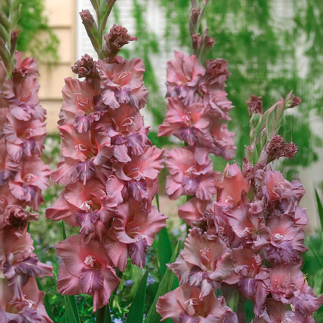 Gladiolus ‘Jakoetsk’ Bulbs (7)