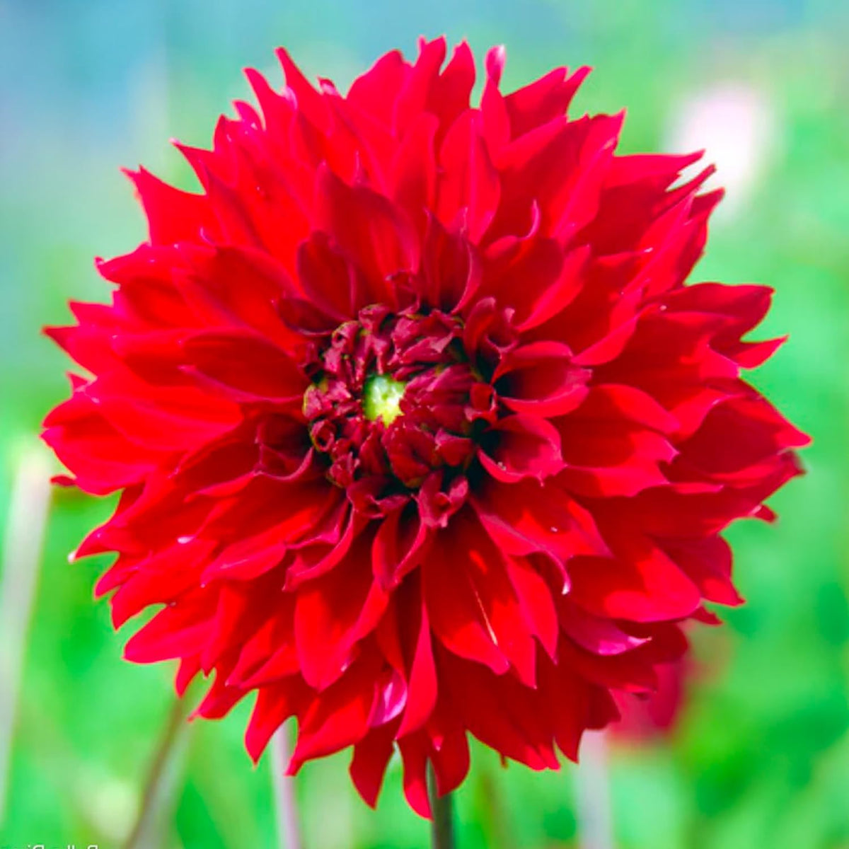 Bouquet Dahlia “Fubuki Red Shades” Bulbs (4)