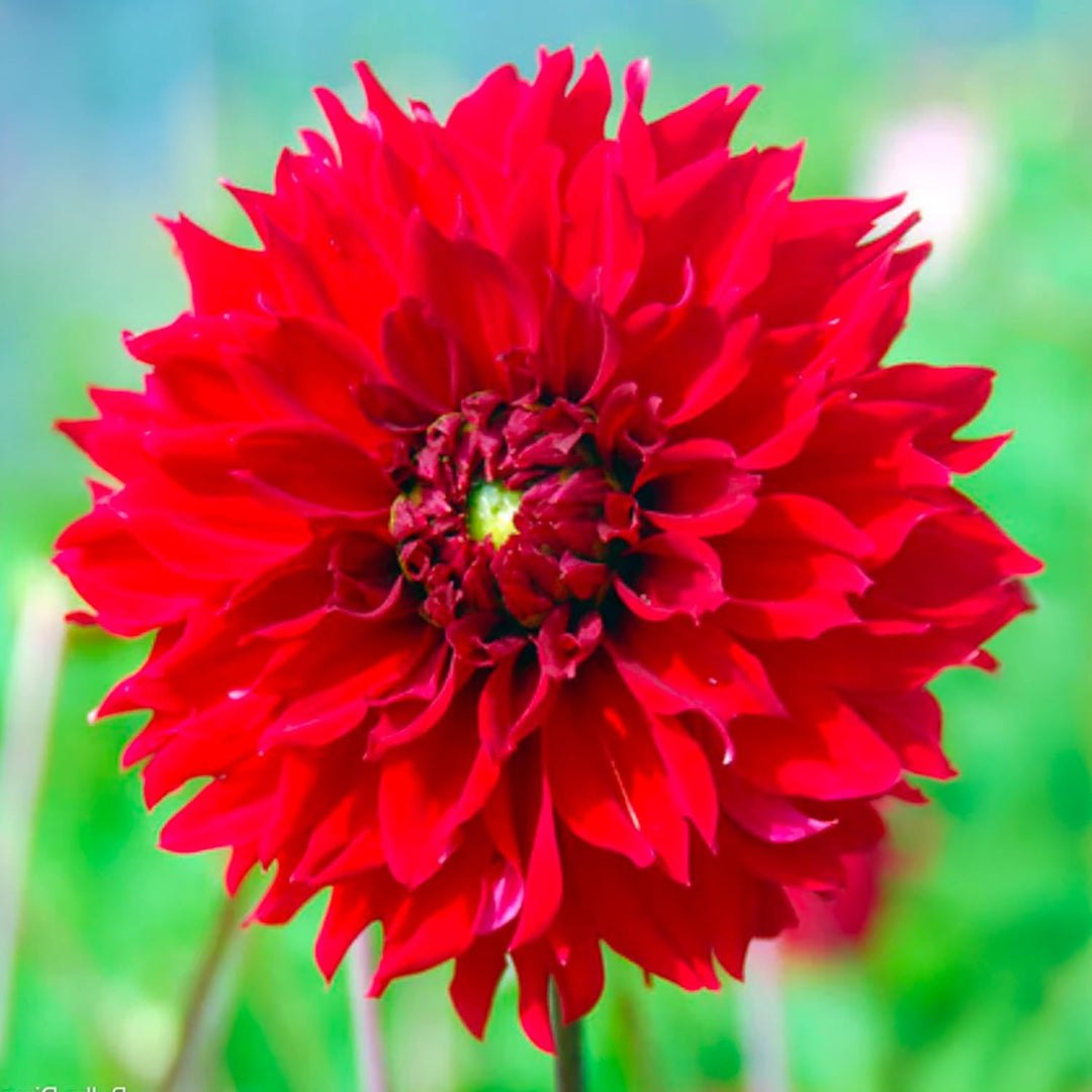 Bouquet Dahlia “Fubuki Red Shades” Bulbs (4)
