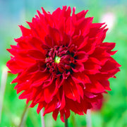 Bouquet Dahlia “Fubuki Red Shades” Bulbs (4)