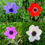 Anemone coronaria “De Caen” Bulbs (15)