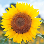 Load image into Gallery viewer, SUNFLOWER SEED KIT | 5 Seed Packets | Abend Sonne | Dwarf Big Smile | Bronze King | Full Sun | Double Dwarf Ornamental