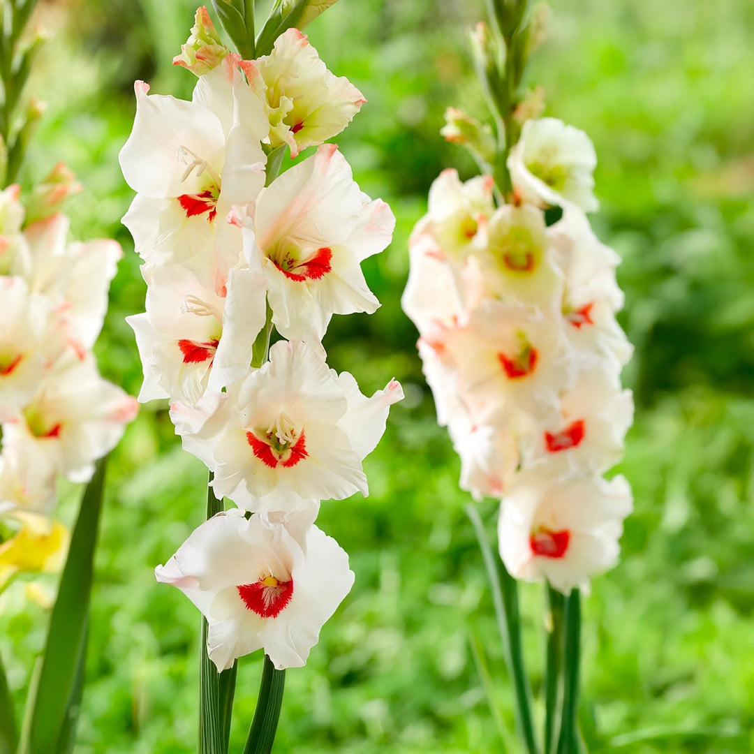 Gladiolus ‘Candy Bar’ Bulbs (7)