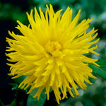 Load image into Gallery viewer, Cactus Dahlia Mix – Orange, Yellow &amp; White Bulbs (3)