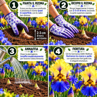 Iris germanica EDITH WOLFORD (3 Rizomi)