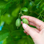 Load image into Gallery viewer, “CURIOUS PLANTS” SEED KIT | 5 Seed Packets | Chinese Lantern (Alchechengi) | Lemongrass | Cotton | Cucamelon | Mimosa pudica