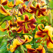 Bulbi di Lilium ROBERT SWANSON (1)