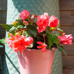 Load image into Gallery viewer, Pink Double Begonia Bulbs (3)