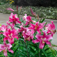 Bulbi di Lilium OT Robina (1)