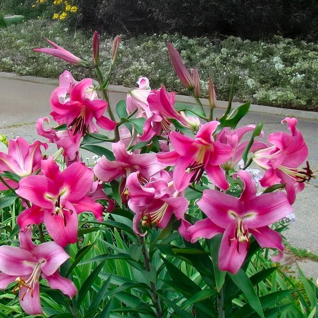 Bulbi di Lilium OT Robina (1)