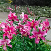 Bulbi di Lilium OT Robina (1)