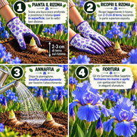 Iris germanica BLUE SAPPHIRE (3 Rizomi)