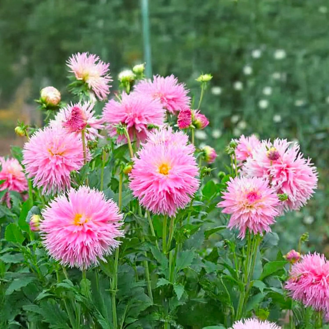 Fringed Dahlia “Nadia Ruth” Bulbs (2)