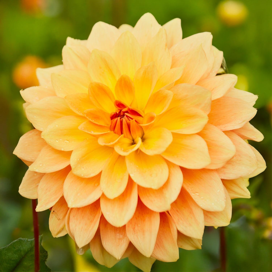 Decorative Dahlia “Soft Tones” Bulbs (3)