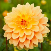 Decorative Dahlia “Soft Tones” Bulbs (3)