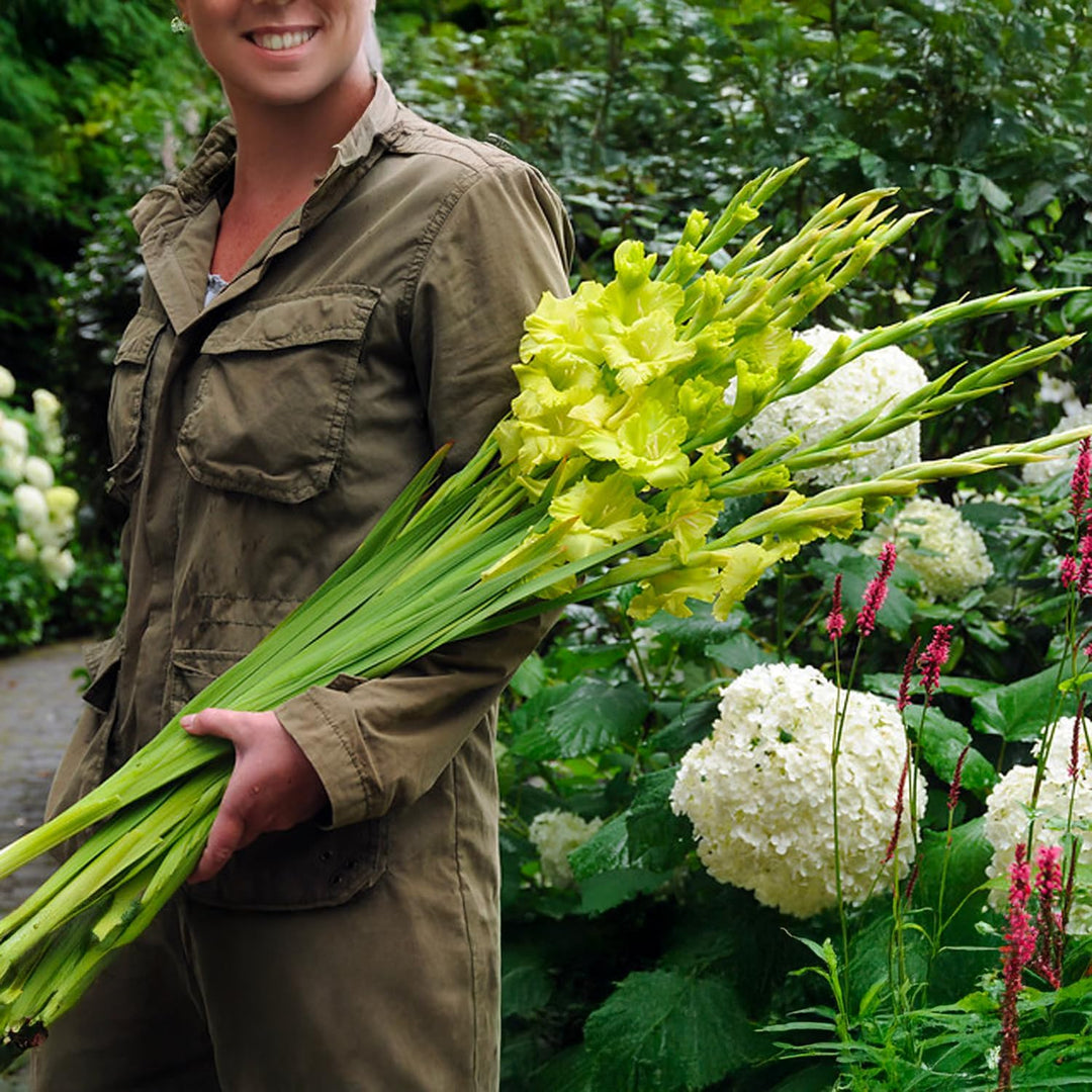 Gladiolus ‘Greenstar’ Bulbs (7)