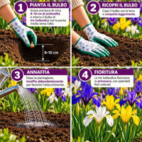 Iris hollandica in miscuglio (50 Bulbi)