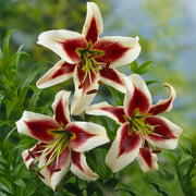 Bulbi di Lilium OT BEVERLY DREAMS (1)