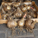 Load image into Gallery viewer, Amaryllis belladonna Bulb (1)