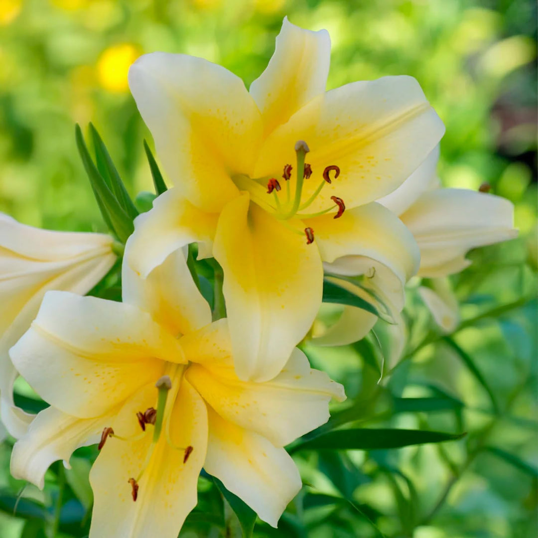 Bulbi di Lilium OT Yellow (1)