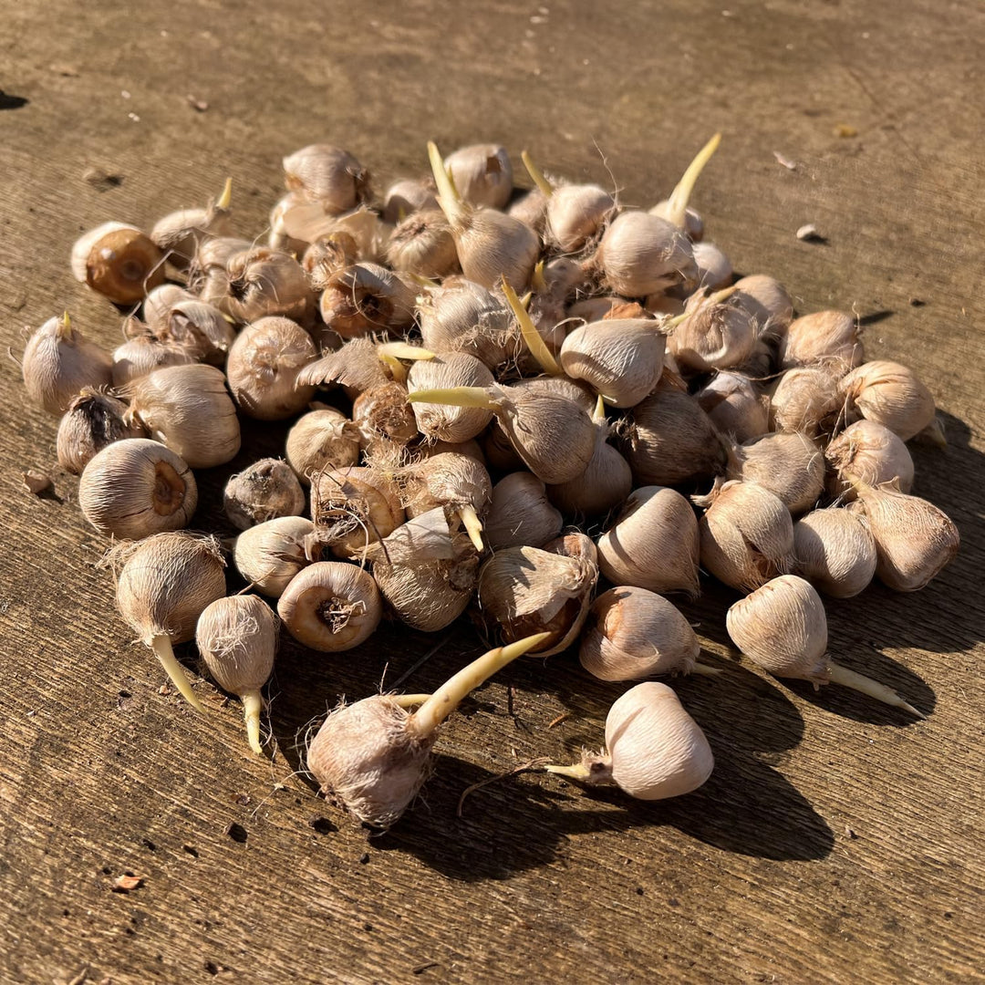 Sparaxis Mix Bulbs (20)