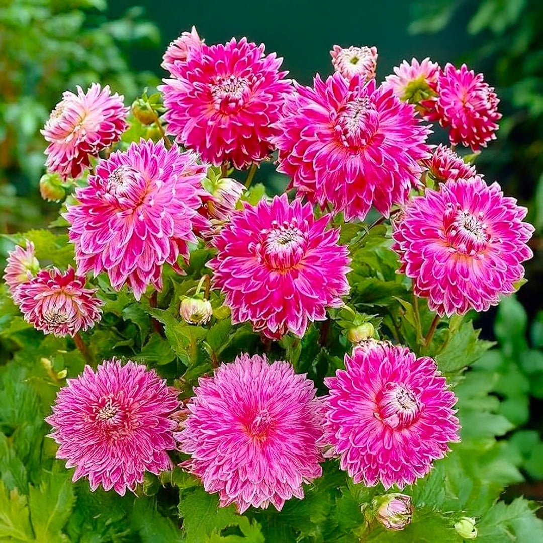 Decorative Dahlia “Vancouver” Bulbs (2)