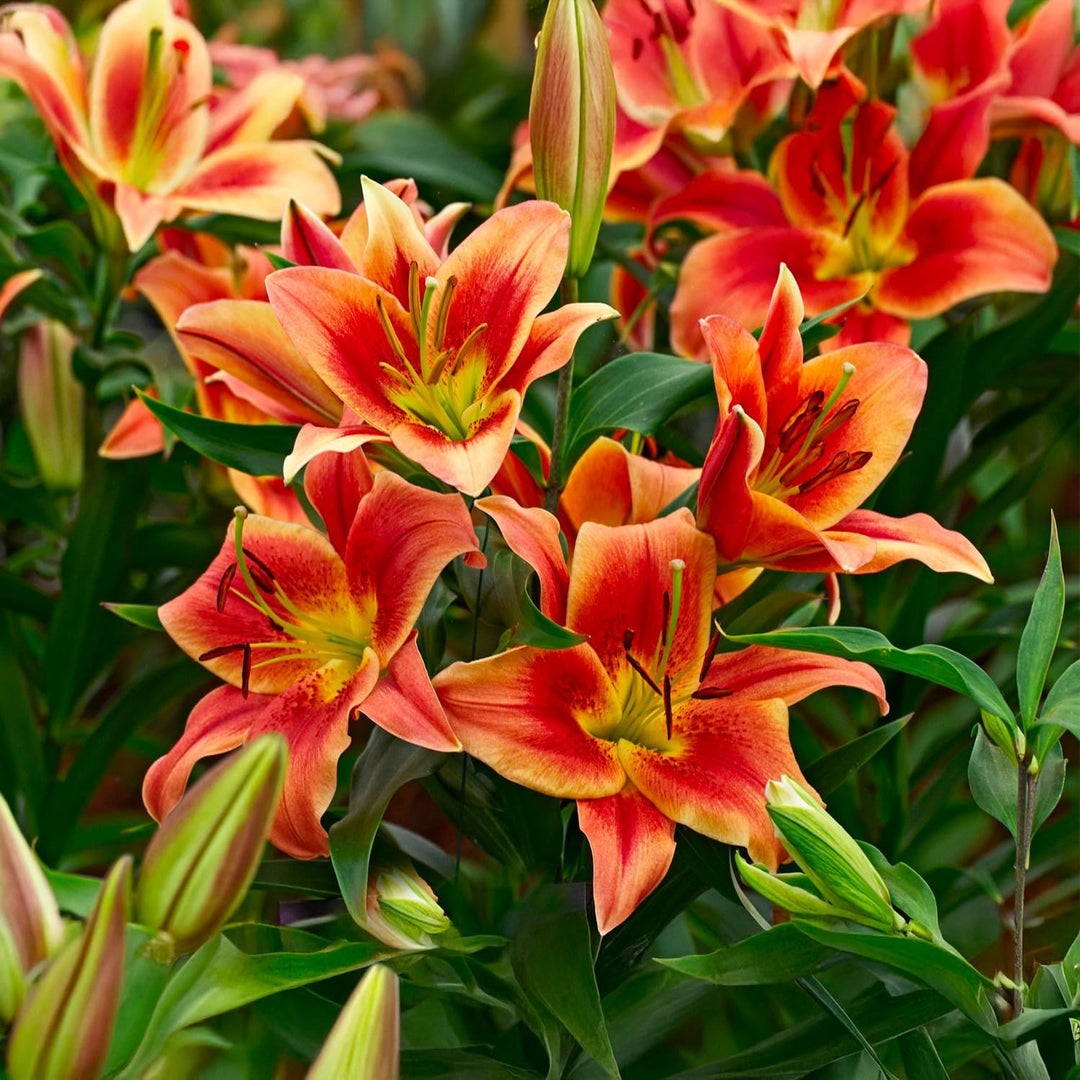 Bulbi di Lilium OT MONTEGO BAY (3)