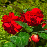Red Double Begonia Bulbs (3)