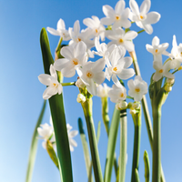Narcisi paperwhite ZIVA (4 Bulbi)
