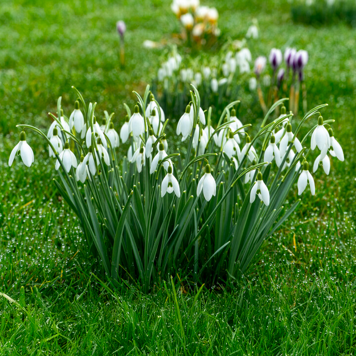 Galanthus nivalis (BUCANEVE) - 10 Bulbi