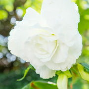White Double Begonia Bulbs (3)