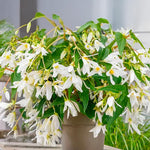 Carica l'immagine nel visualizzatore Galleria, Begonia BOLIVIENSIS WHITE TINKLE TREE (1 Bulbo)