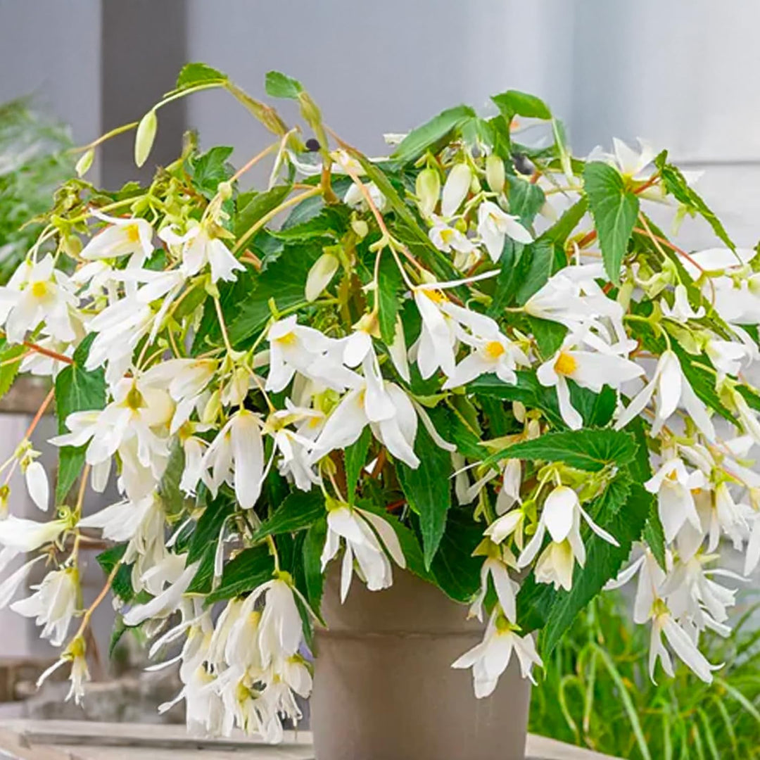 Begonia BOLIVIENSIS WHITE TINKLE TREE (1 Bulbo)