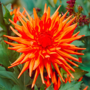 Dahlia “Shades of Orange” Bulbs (5) – 100 Days to Bloom