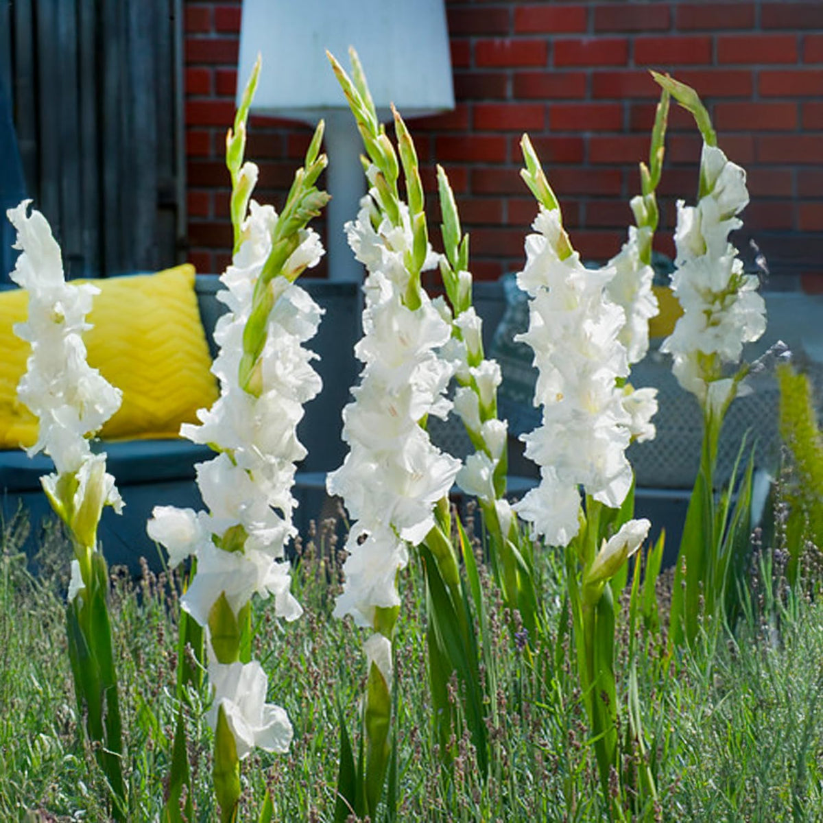 White Gladiolus Bulbs (10)