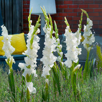 White Gladiolus Bulbs (10)