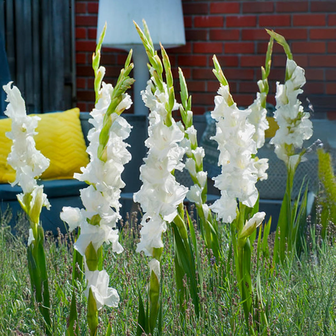 White Gladiolus Bulbs (10)