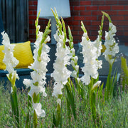 White Gladiolus Bulbs (10)