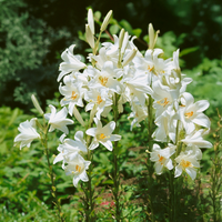 LILIUM CANDIDUM (1 bulb)