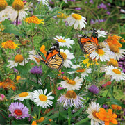 Flower Seed Kit - 5 Seed Bags (Mix of Cosmos bipinnatus, Flowers for Bees, Flowers for Butterflies, Dwarf Japanese Lawn, Tagetes)