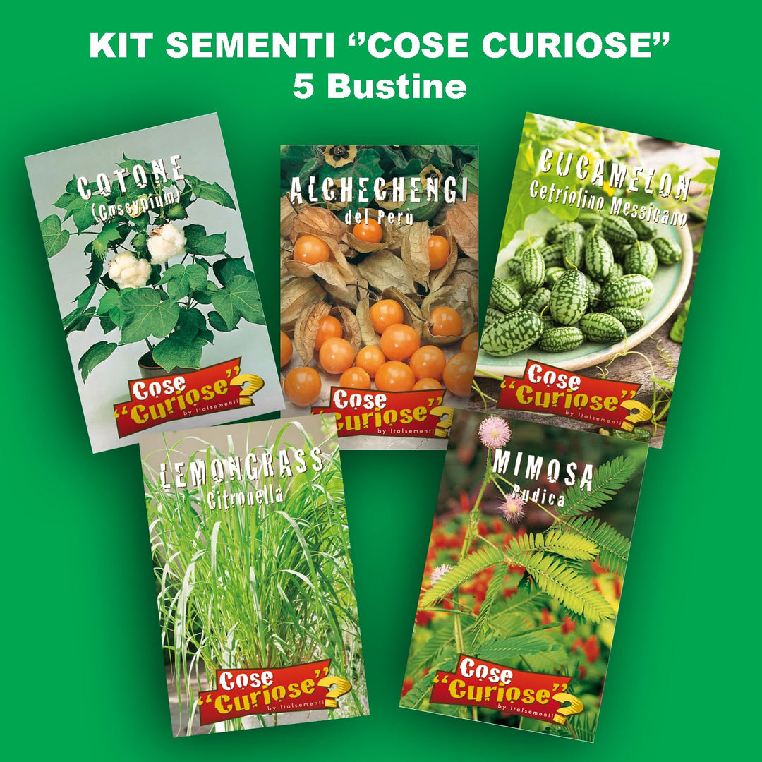 Peculiar Plant SEEDS KIT- 5 Bags SEEDS (Cape Gooseberry-Physalis peruviana, Lemongrass-Cymbopogon, Cotton Plants-Gossypium, Mexican Mini Cucumber, Sensitive Plant (Mimosa Pudica)