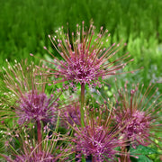 Allium ‘Schubertii’ - 4 Bulbs