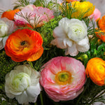 Load image into Gallery viewer, Ranunculus (Buttercups), MIXED - 10 Bulbs
