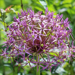 Load image into Gallery viewer, Allium ‘Cristophii’ - 5 Bulbs
